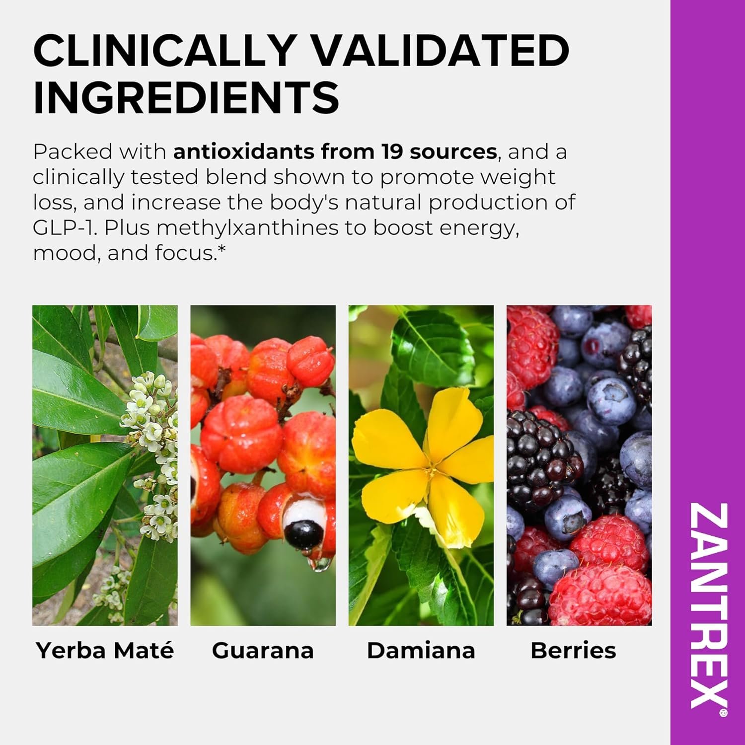 Zantrex SkinnyStix Energy Powder – Lose Weight, GLP-1, Appetite Suppressant, Boost Mood – 10 Calories – Yerba Mate, Coffee Bean – 30 Stix, Berry - Image 5