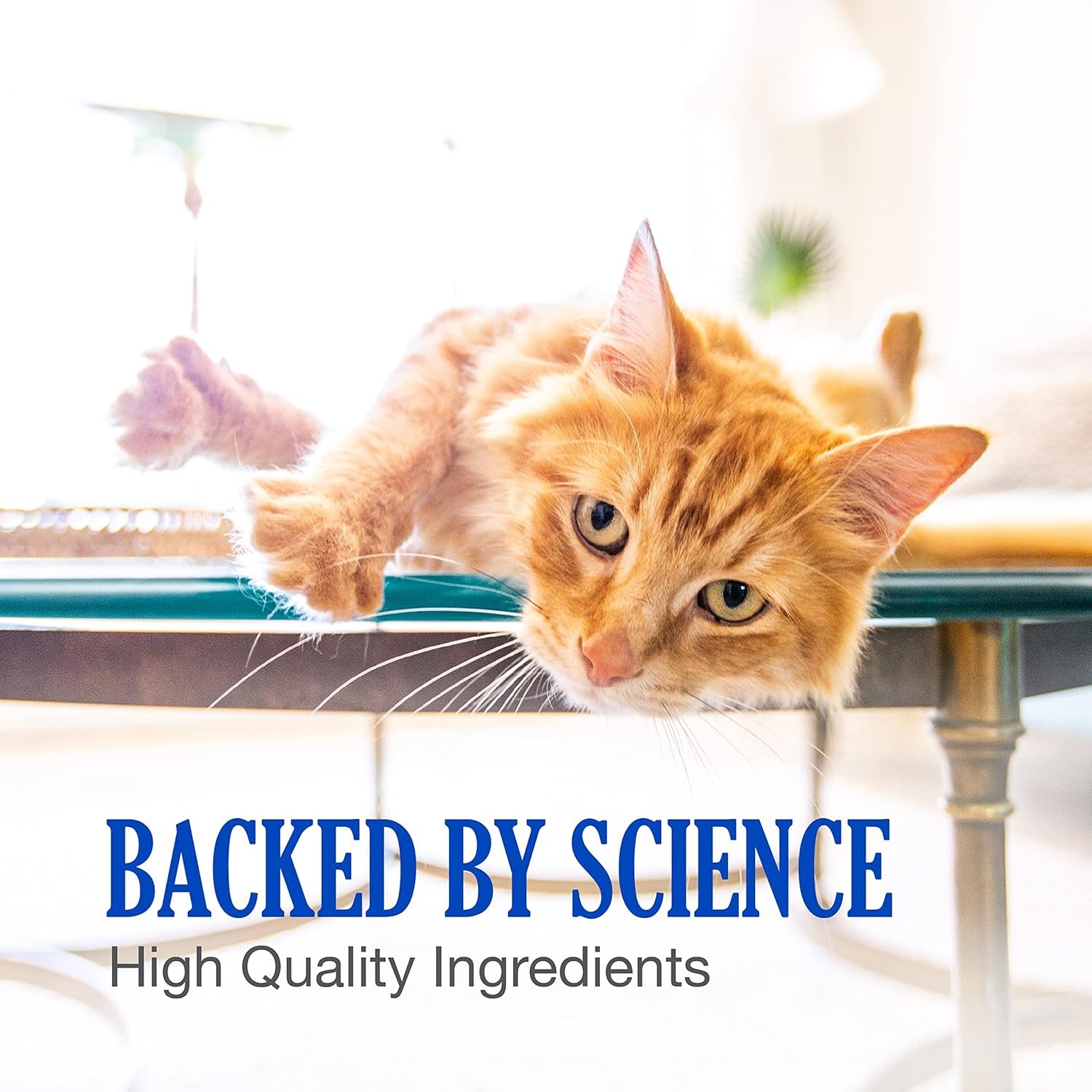 Nutramax Cobalequin B12 Supplement for Cats and Small Dogs, 45 Count (Pack of 1) - Image 5