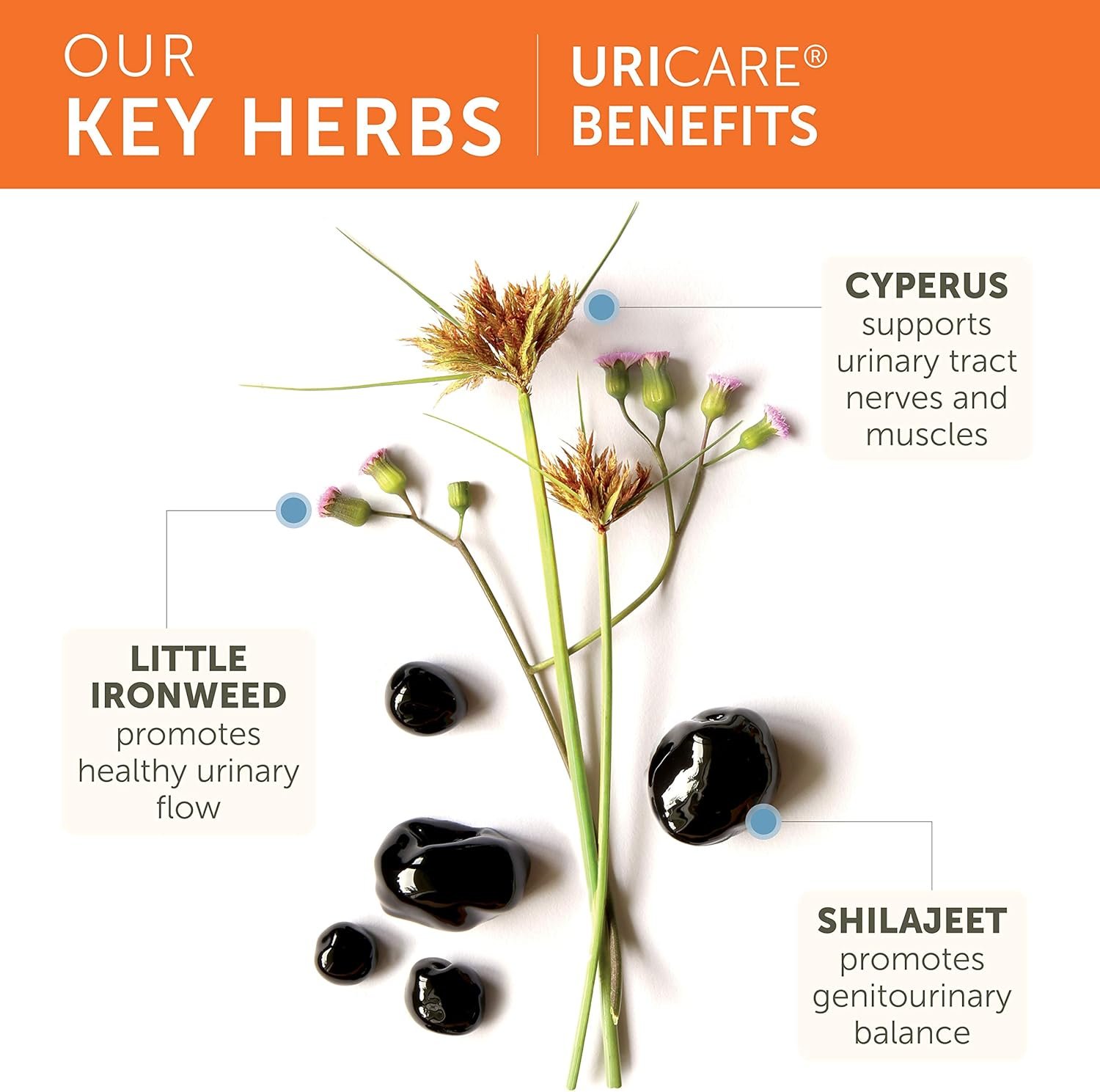 Himalaya UriCare – Herbal Kidney & Bladder Support with Shilajeet, Didymocarpus & Pasanabheda – Promotes Urinary Tract Health & Comfortable Urine Flow – Non-GMO, Gluten-Free, Vegetarian – 120 Capsules - Image 4